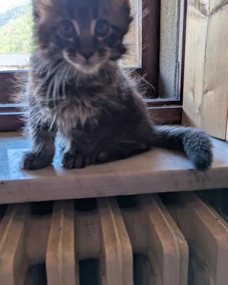 Cuccioli di Maine coon di diversa età