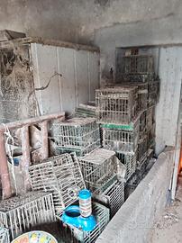 gabbie per uccelli  da richiamo