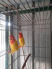 Pappagalli inseparabili