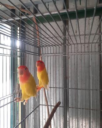 Pappagalli inseparabili