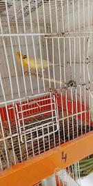 Coppia di canarini novelli