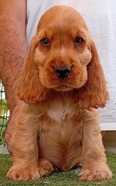 All.to Cocker Spaniel inglese