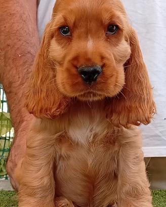 All.to Cocker Spaniel inglese