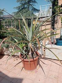 pianta di ananas