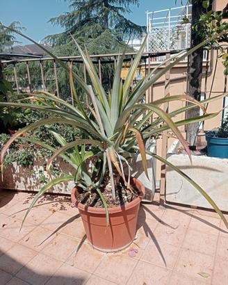 pianta di ananas