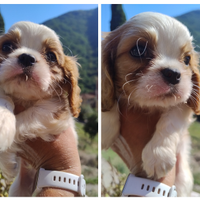 Cavalier king cuccioli