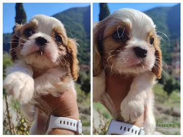Cavalier king cuccioli