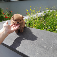 Spitz mini toy da borsetta