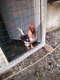 Galline ornamentali