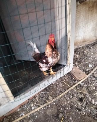 Galline ornamentali