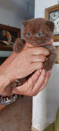 Scottish fold cioccolet