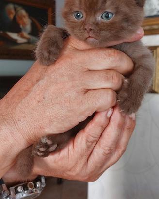Scottish fold cioccolet