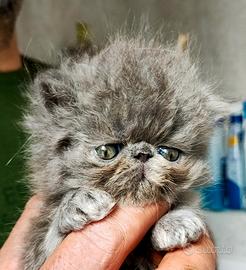 Cucciola Persiana