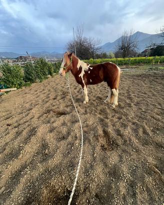 Cavallo