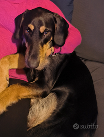 Cane incrocio segugio