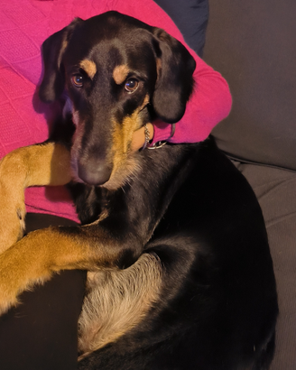 Cane incrocio segugio