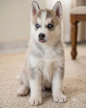 Cuccioli husk disp