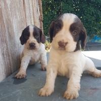 Cocker da tartufo e caccia