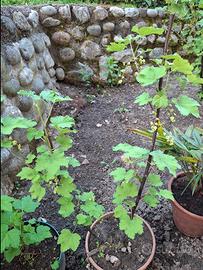 Pianta ribes bianco