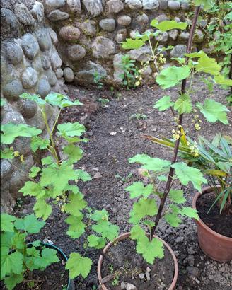 Pianta ribes bianco