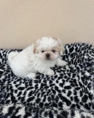 Cuccioli pechinese