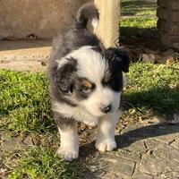 Cuccioli di Pastore Australiano