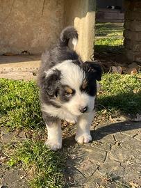 Cuccioli di Pastore Australiano