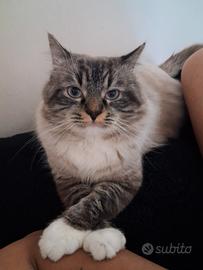 Ragdoll maschio per Monta