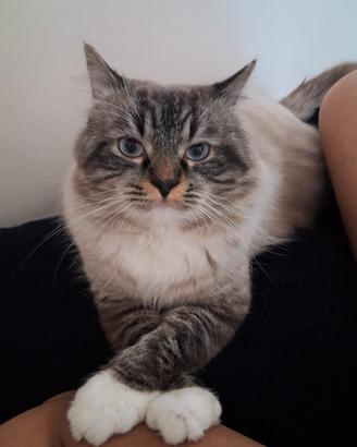 Ragdoll maschio per Monta