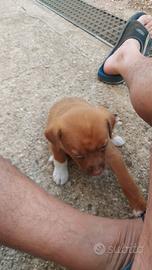 Cane nino