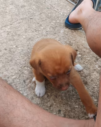 Cane nino