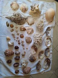 collezione di conchiglie  eredità di famiglia