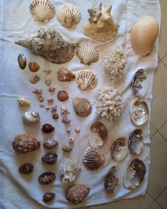 collezione di conchiglie  eredità di famiglia