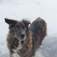 Alfa , l'unica delle sorelle ancora in canile