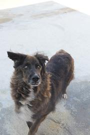 Alfa , l'unica delle sorelle ancora in canile