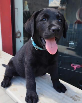 Labrador