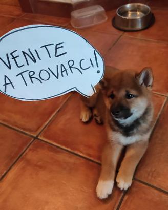 Cuccioli Shiba Inu Milano pedigree ENCI