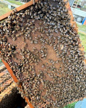 Famiglie api pronte per acacia