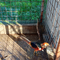 Fagiani dorati rosso