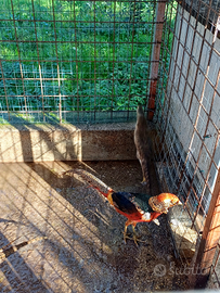 Fagiani dorati rosso