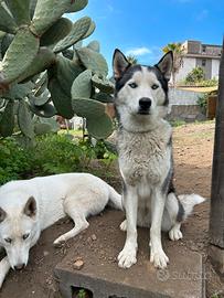 Husky