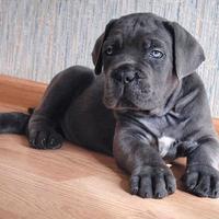 Cuccioli Cane Corso XXL