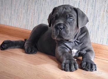 Cuccioli Cane Corso XXL