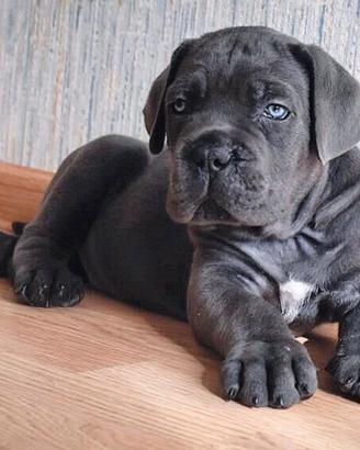 Cuccioli Cane Corso XXL