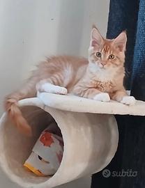 Maschietto Maine coon