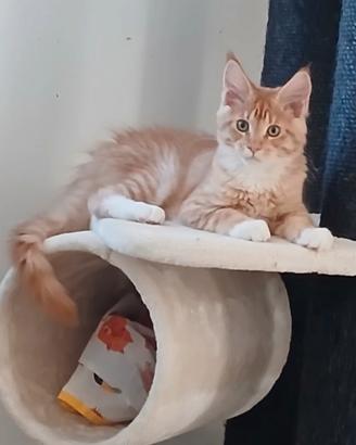 Maschietto Maine coon