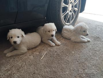 Cuccioli pastore abruzzese