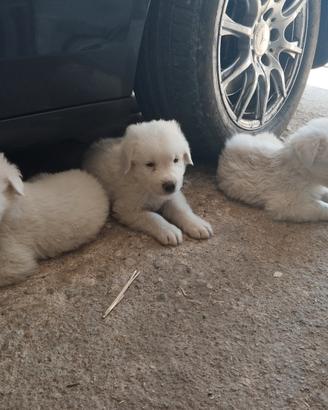Cuccioli pastore abruzzese