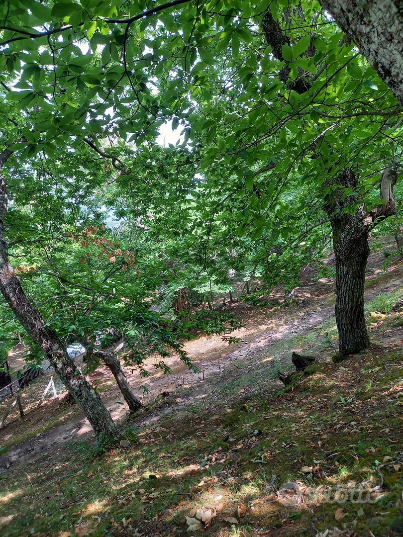 Castagneto da frutto - Vista 4