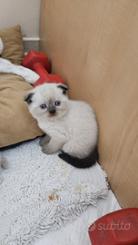 Scottich Straight e Scottich Fold